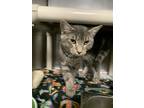 Morpho, Domestic Shorthair For Adoption In Lowell, Massachusetts