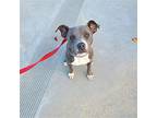 Luke, American Pit Bull Terrier For Adoption In Dana Point, California