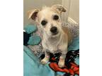 Luke, Jack Russell Terrier For Adoption In Dana Point, California