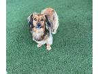 Juno, Dachshund For Adoption In Humble, Texas