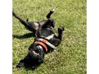 Adopt Scoot a Black Labrador Retriever, Pit Bull Terrier