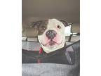 Lloyd, American Staffordshire Terrier For Adoption In Boardman, Ohio