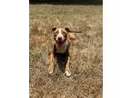 Bunny, American Staffordshire Terrier For Adoption In Phenix City, Alabama