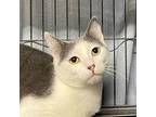 Basil, Domestic Shorthair For Adoption In Battle Creek, Michigan