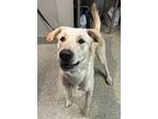 Tonka*, Labrador Retriever For Adoption In Pomona, California