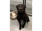 Adopt Blade a Labrador Retriever