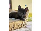 Toad, Domestic Shorthair For Adoption In New Richmond, Wisconsin