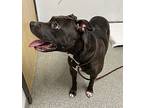 Blu, American Pit Bull Terrier For Adoption In Escondido, California