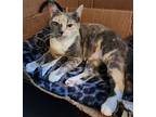 Nea, Calico For Adoption In Napa, California