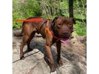 Adopt Prescott a Pit Bull Terrier