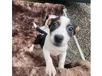 Dolce, Jack Russell Terrier For Adoption In Ola, Arkansas