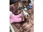 Yukon, Jack Russell Terrier For Adoption In Ola, Arkansas