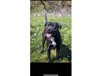 Rocky, Labrador Retriever For Adoption In Metamora, Indiana