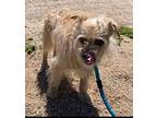 Toto, Cairn Terrier For Adoption In Agua Dulce, California