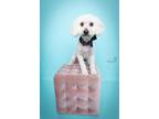 Adopt Ivory a Poodle