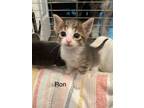 Adopt Ron a Domestic Short Hair