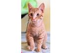 Cheese, Domestic Shorthair For Adoption In Oklahoma City, Oklahoma