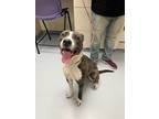 Jolie, American Pit Bull Terrier For Adoption In Ann Arbor, Michigan