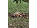 Besa, American Staffordshire Terrier For Adoption In Harper, Texas