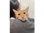 Oliver Tate, Domestic Shorthair For Adoption In Provo, Utah