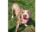 Peanut Buster, American Pit Bull Terrier For Adoption In Twinsburg, Ohio
