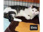 Elvis, Domestic Mediumhair For Adoption In Breinigsville, Pennsylvania