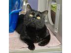 Dale, Domestic Shorthair For Adoption In Austin, Texas
