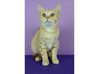 Barney, Domestic Shorthair For Adoption In Cornersville, Tennessee