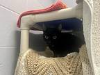 Valentina, Domestic Shorthair For Adoption In Orillia, Ontario