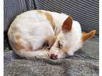 Pop Rox, Terrier (unknown Type, Medium) For Adoption In Corona, California