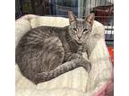 Brayden, Domestic Shorthair For Adoption In Mooresville, North Carolina