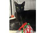 Porthos, Domestic Shorthair For Adoption In Mooresville, North Carolina
