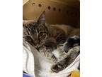 Edward, Domestic Shorthair For Adoption In Kelowna, British Columbia