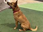 Bella, American Pit Bull Terrier For Adoption In Phoenix, Arizona