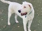 Felix, American Staffordshire Terrier For Adoption In Phoenix, Arizona