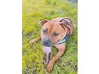 Lola, American Pit Bull Terrier For Adoption In Dublin, California