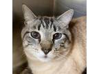 Koda, Domestic Shorthair For Adoption In Richmond, Virginia