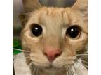 Sunny D, Domestic Shorthair For Adoption In Richmond, Virginia