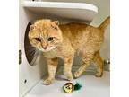 Huck, Domestic Shorthair For Adoption In Columbia, Illinois