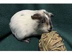 Pam 4, Guinea Pig For Adoption In Powell River, British Columbia