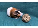 Pam 1, Guinea Pig For Adoption In Powell River, British Columbia