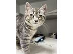 Ernie, Domestic Shorthair For Adoption In Powell River, British Columbia