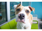 Flea, American Pit Bull Terrier For Adoption In New Orleans, Louisiana