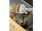 Anchovy, Domestic Shorthair For Adoption In Vancouver, British Columbia