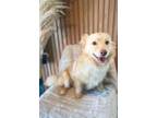 Adopt Harold a Pomeranian, Corgi