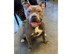 Roxie, American Pit Bull Terrier For Adoption In New York, New York