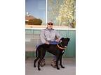 Lola, Labrador Retriever For Adoption In Albuquerque, New Mexico