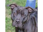 Princess, American Staffordshire Terrier For Adoption In Huntley, Illinois