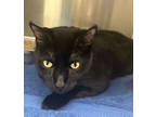 Midnight, Domestic Shorthair For Adoption In Blackwood, New Jersey