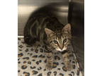 Striper, Domestic Shorthair For Adoption In Blackwood, New Jersey